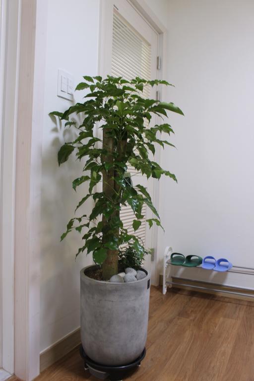 My Stay Jeonju Chambre photo